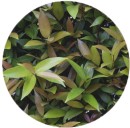 Lilly-pilly-Syzygium-spp Sale