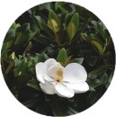 Magnolia-grandiflora-Little-Gem Sale