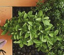 Thai-Basil Sale