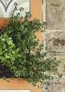Lemon-Thyme Sale