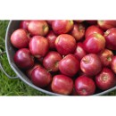 Australian-Royal-Gala-Apples Sale