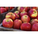 Australian-Jazz-Apples Sale