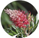 Grevillea-Grevillea-spp-and-hybrids Sale