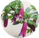 Native-FuchsiaCorrea-Dusky-Bells-Correa-Spp Sale