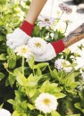 Zinnia-Elegans Sale