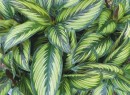 Prayer-PlantCalathea-Goeppertia-Spp Sale