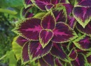 Coleus-Plant Sale