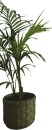 Kentia-Palm-Howea-Forsteriana Sale