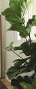 Fiddle-Leaf-Fig-Ficus-Lyrata Sale