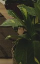 Rubber-Plant-Ficus-Elastica-Variegata Sale
