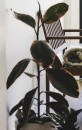Rubber-Plant-Ficus-Elastica-Ruby Sale