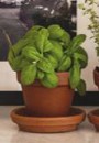 Basil Sale