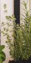 Thyme Sale