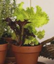 Lettuce Sale