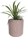 Variegated-Spider-Plant-Chlorophytum-Comosum-Variegatum Sale