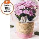 Potted-Chrysanthemum-includes-basket Sale