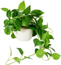 Artificial-Draping-Pothos-in-Pot Sale