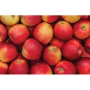 Australian-Envy-Apples Sale