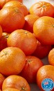 Australian-Afourer-Mandarins Sale