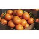 Australian-Afourer-Mandarins Sale