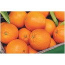 Australian-Navel-Oranges-3-kg-Pack Sale