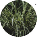 Carex-Feather-Falls-Carex-Oshimensis Sale