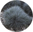 Blue-Fescue-Festuca-Glauca Sale