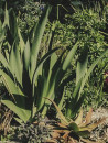 Aloe-Aloe-Andreas-Orange Sale