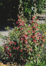 Long-Flowering-Kalanchoe-Kalanchoe-Longiflora-Coccinea Sale