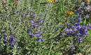 Rock-Purslane-Cistanthe-Grandiflora-Syn-Calendrinia Sale