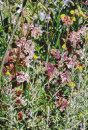 Stonecrop-Sedum-Spurious-Chocolate-Mound Sale