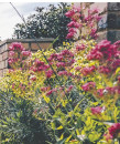 Rice-Flower-Pimelea-Ferruginea-Magenta-Mist Sale