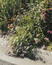 Seaside-Daisy-Erigeron-Karvinskianus-La-Pink Sale