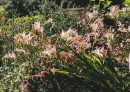 Species-Gladiolus-Gladioli-Salmoneus Sale