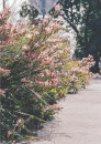Spindly-Grevillea-Grevillea-Endlicheriana Sale