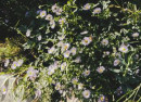 Strawflower-Xerochrysum-Bracteatum-Kimba-Gem Sale