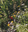 Yarrow-Achillea-Coronation-Gold-Grasses Sale