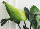 Giant-Bird-of-Paradise-Strelitzia-Nicolai Sale