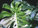 Monstera-Thai-Constellation-Monstera-Deliciosa Sale