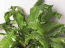 Crocodile-Fern-Microsorum-Musifolium Sale