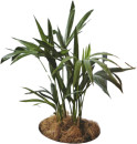 Kentia-140mm-Succulent-Plant Sale