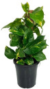 180mm-Devils-Ivy-Epipremnum-Auruem Sale