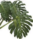 Fruit-Salad-Plant-Monstera-Deliciosa Sale