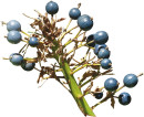Native-Ginger Sale