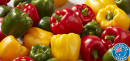 Australian-Red-Green-or-Yellow-Capsicum Sale