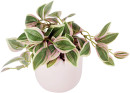Artificial-Succulent-in-Wavy-Pot Sale