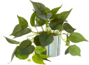 Artificial-Pothos-in-Stripe-Pot Sale