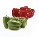 Australian-Red-or-Green-Capsicums Sale