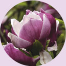 Magnolia-Magnolia-Spp Sale
