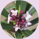 Daphne-Daphne-Odora Sale
